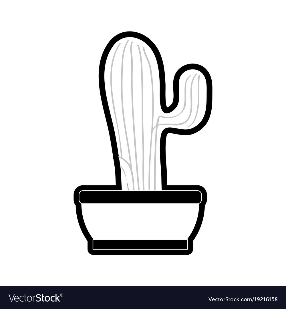 Cactus in potted