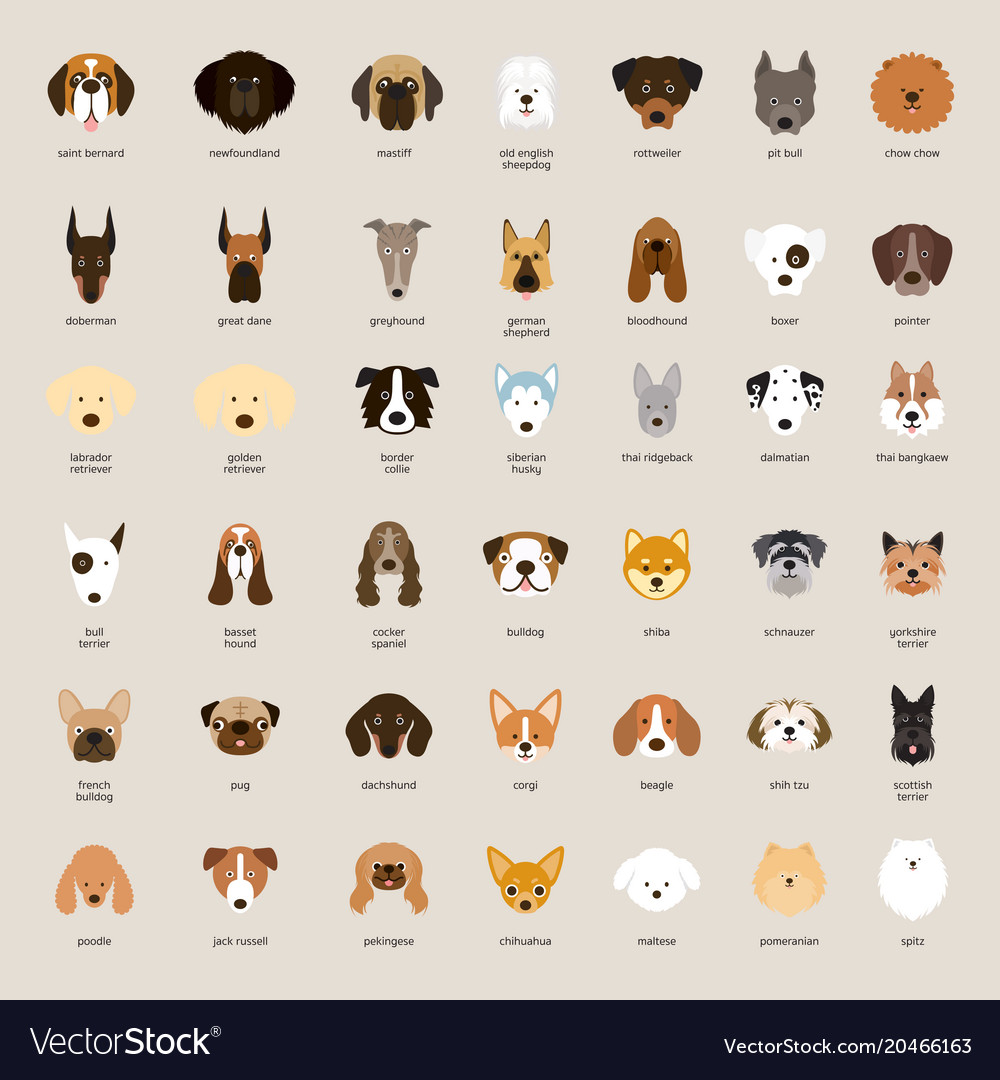 Dog Breeds Head Set Royalty Free Vector Image Vectorstock