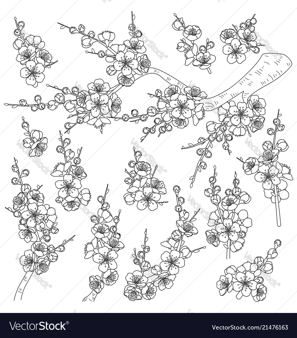 Spring blossoming branches sketch Royalty Free Vector Image