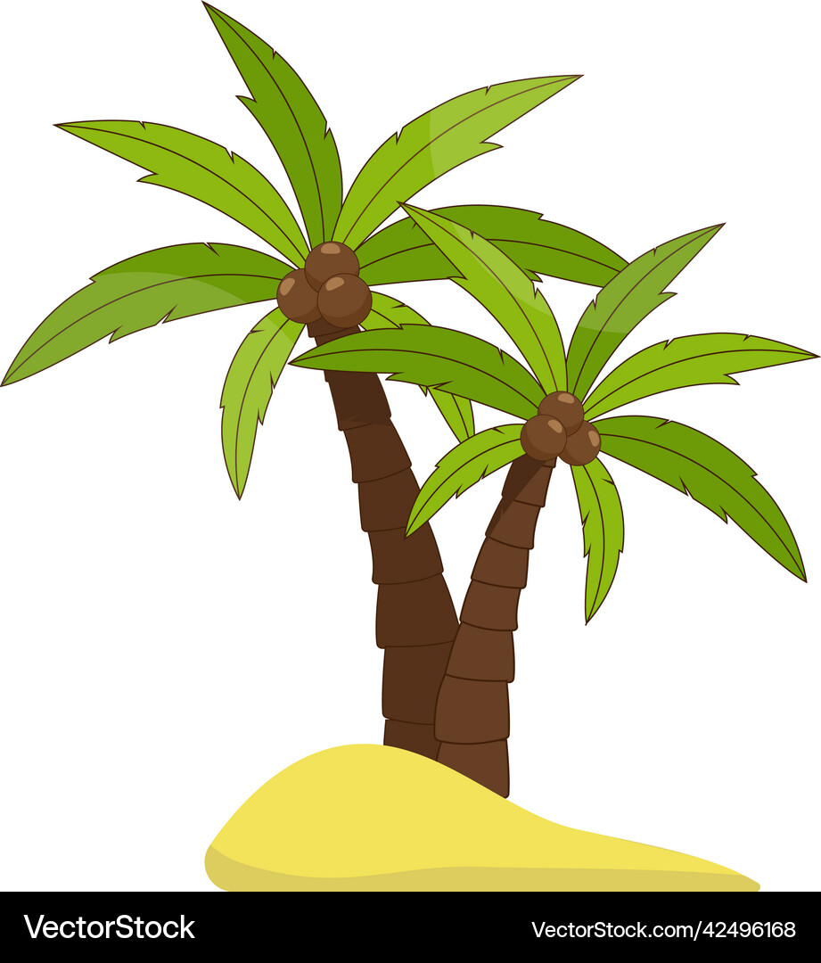 Palm Tree With Coconuts On A White Background Vector Image