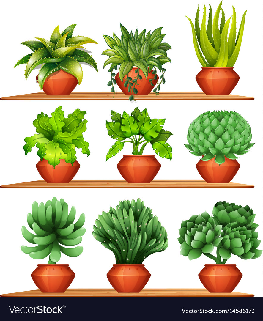 Different kinds of plants in clay pots