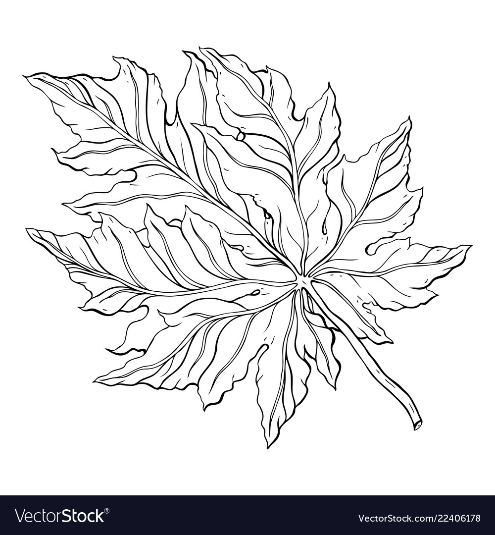 Beautiful detailed leaf botanical hand drawn vector image Beautiful detailed leaf botanical hand drawn