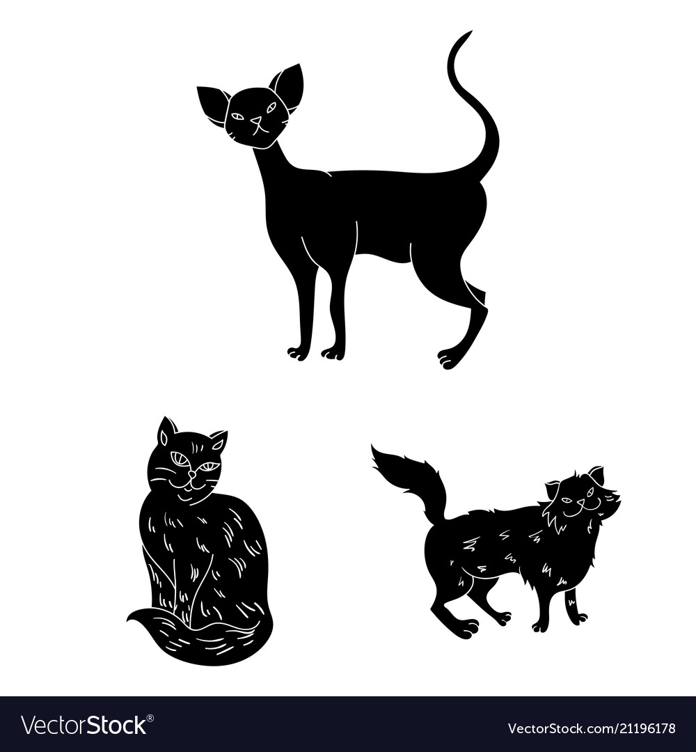 Breeds cats black icons in set collection