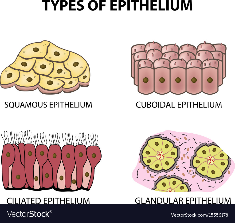 Types of epithelium squamous cubic ciliated Vector Image