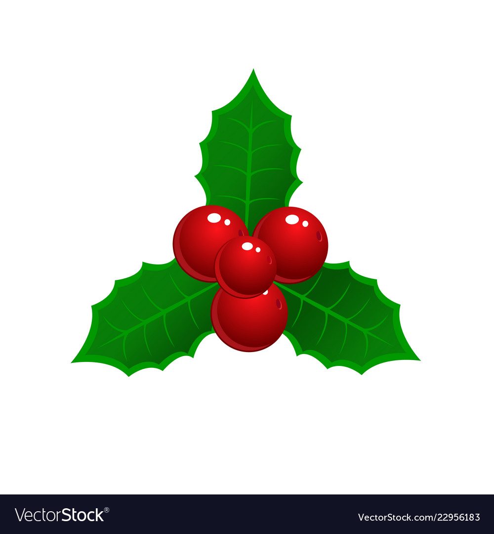 Realistic hand drawn holly ilex branch with berry