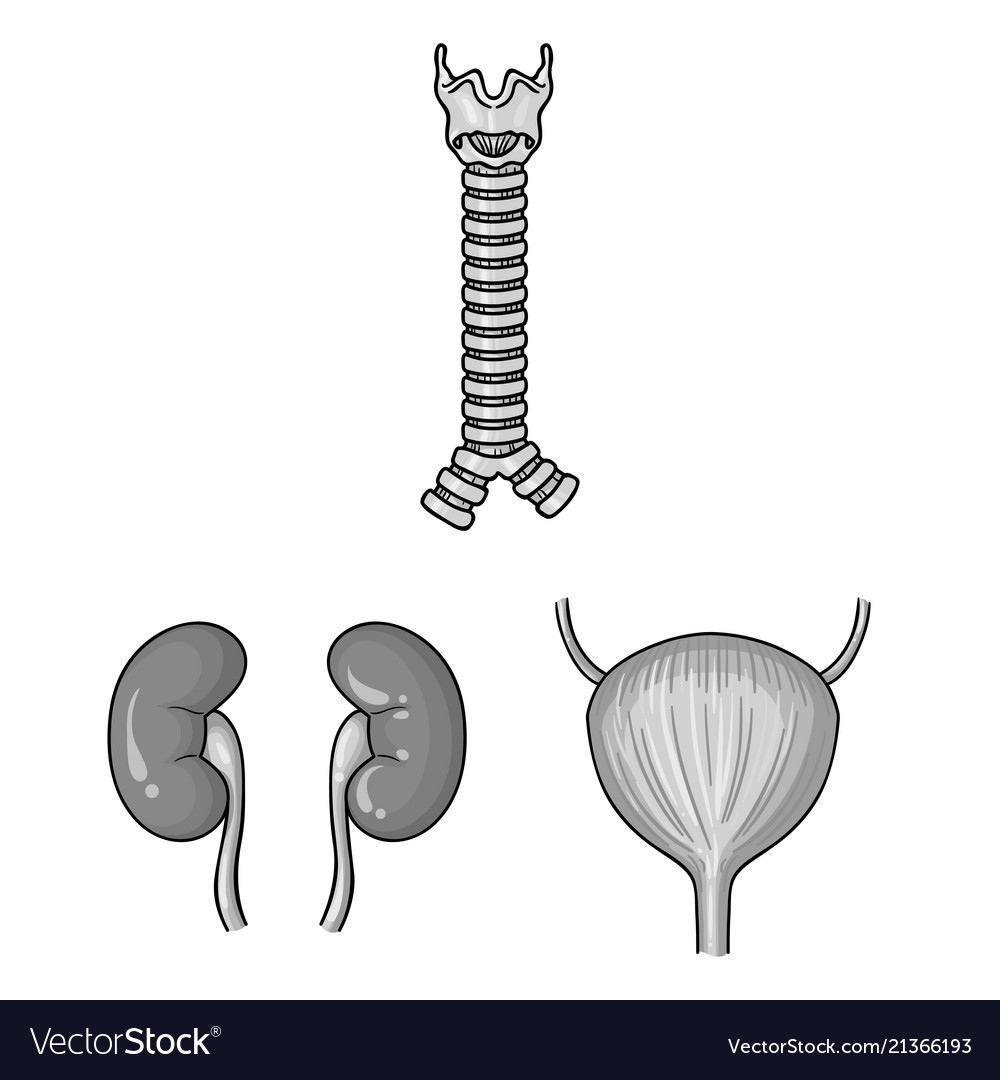 Human organs monochrome icons in set collection