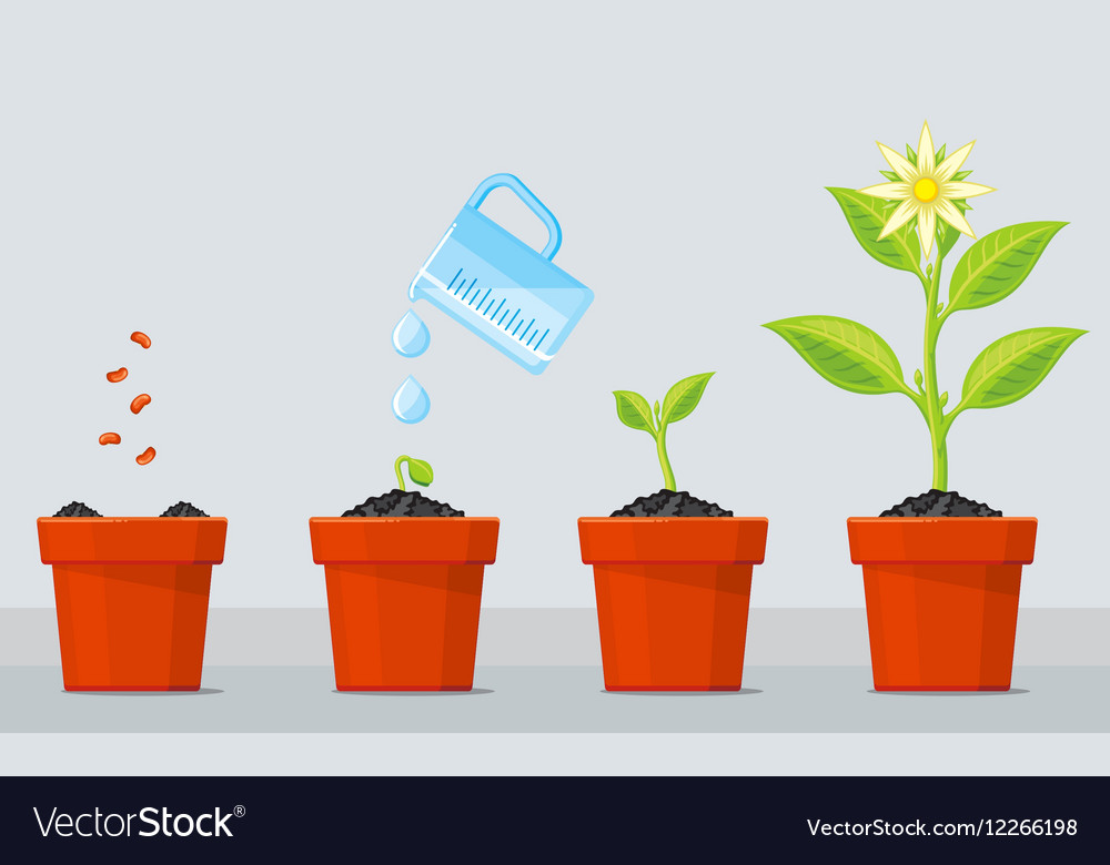 Plant growing stages Timeline infographic of Vector Image