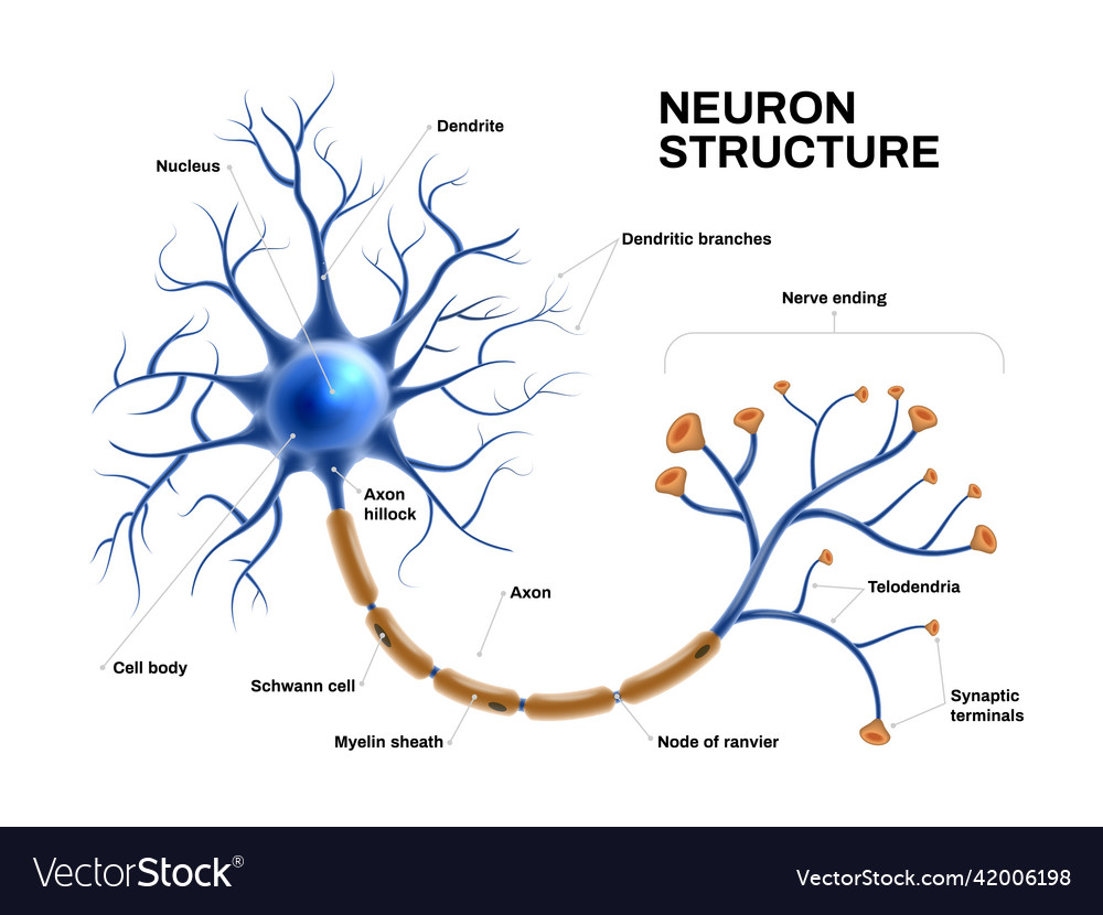 Realistic neuron anatomy Royalty Free Vector Image