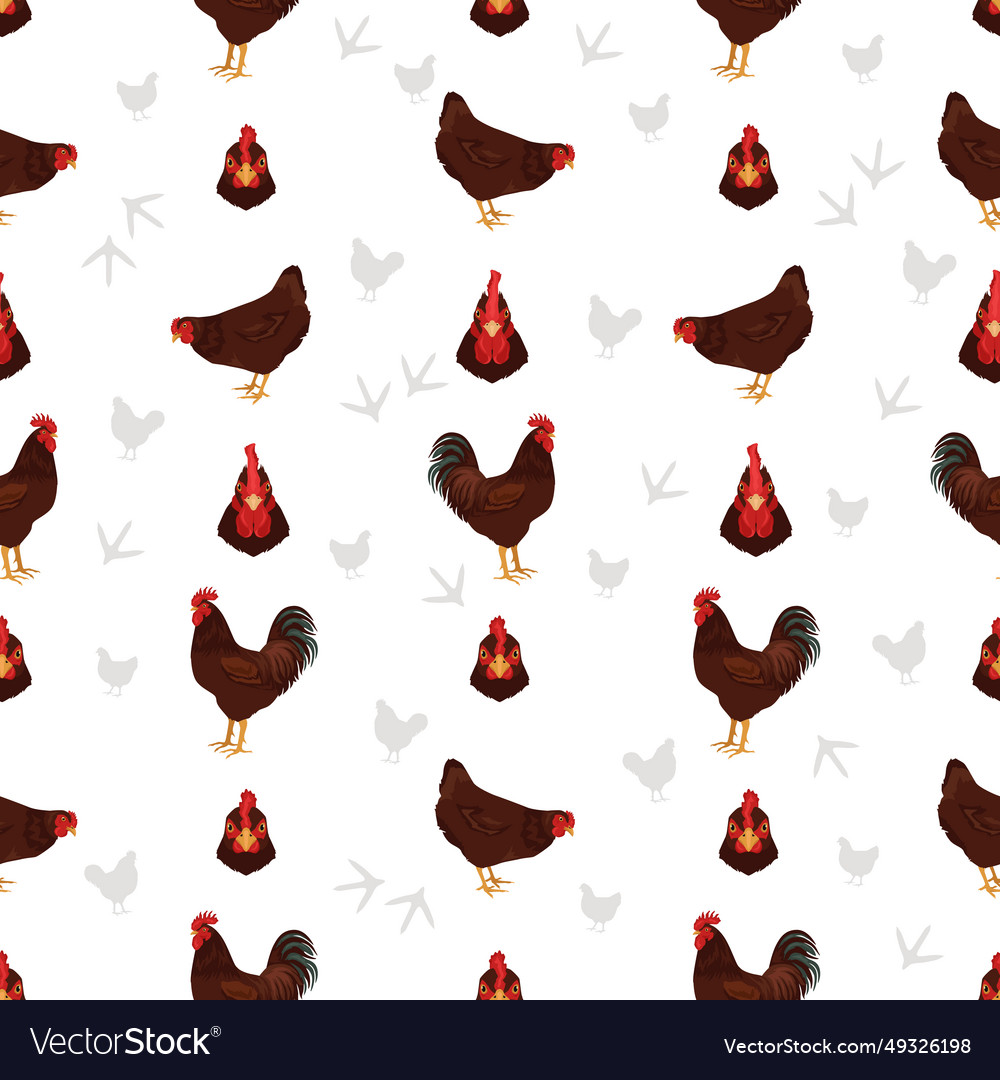 Rhode island red chicken breeds seamless pattern Vector Image