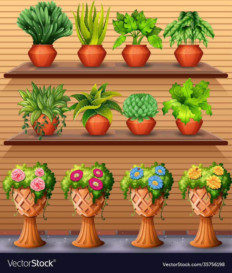 Set plant on shelves