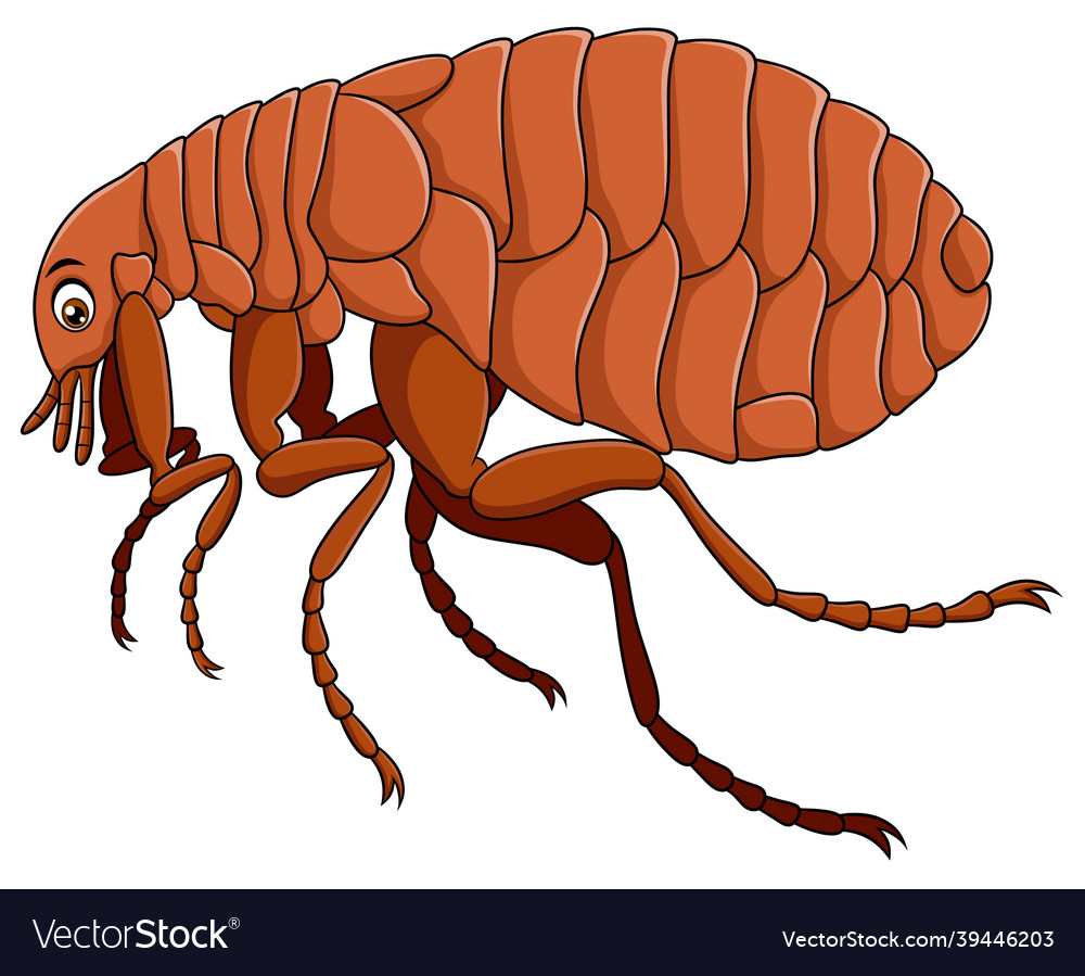 Cute flea insect cartoon Royalty Free Vector Image