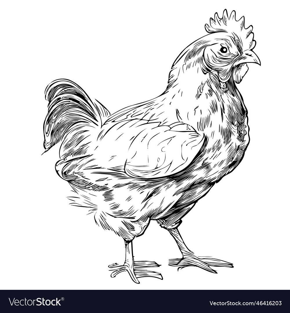Hen standing hand drawn sketch Royalty Free Vector Image