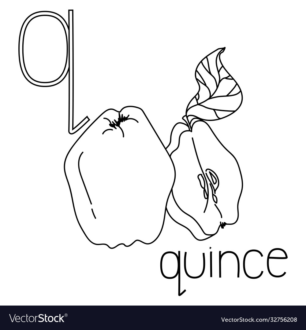 Coloring page fruit and vegetable abc letter q Vector Image