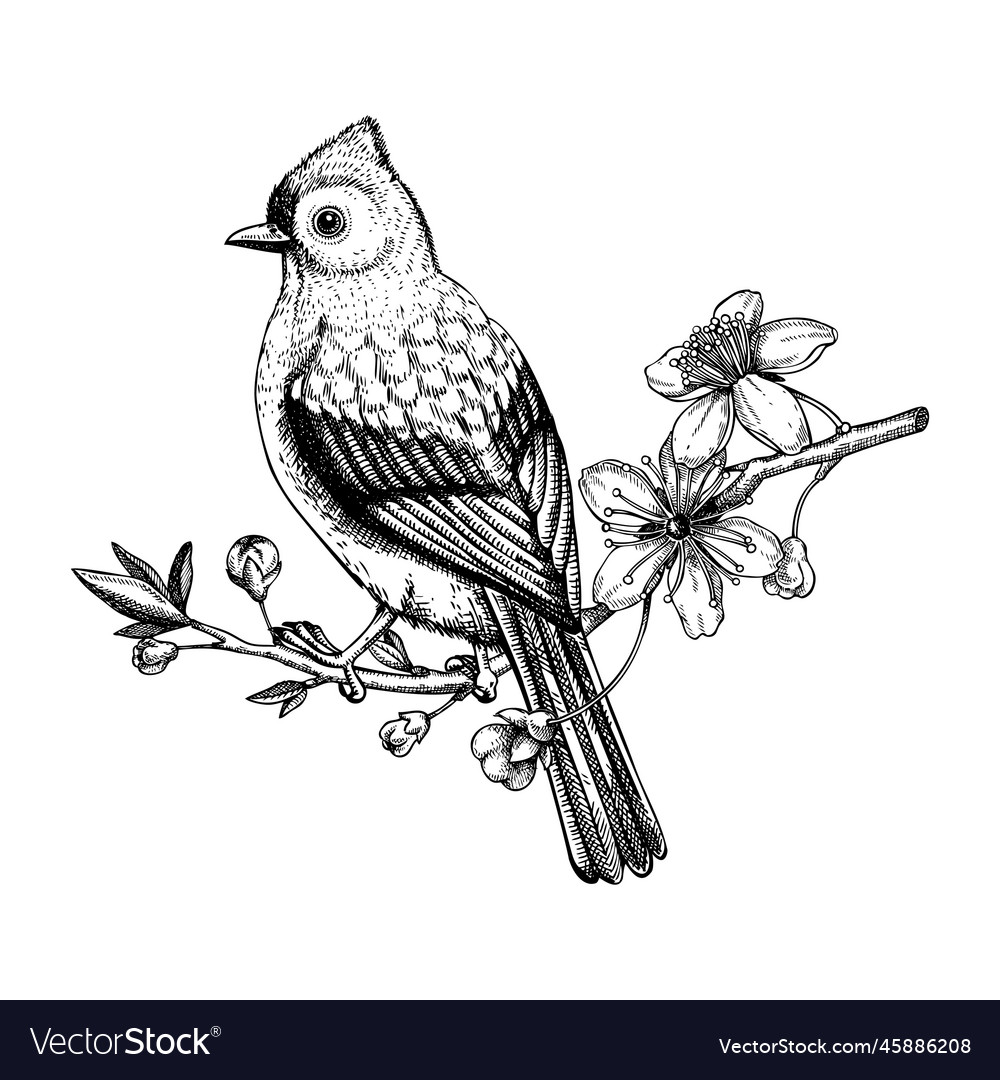 Tufted titmouse sitting on flowering cherry Vector Image