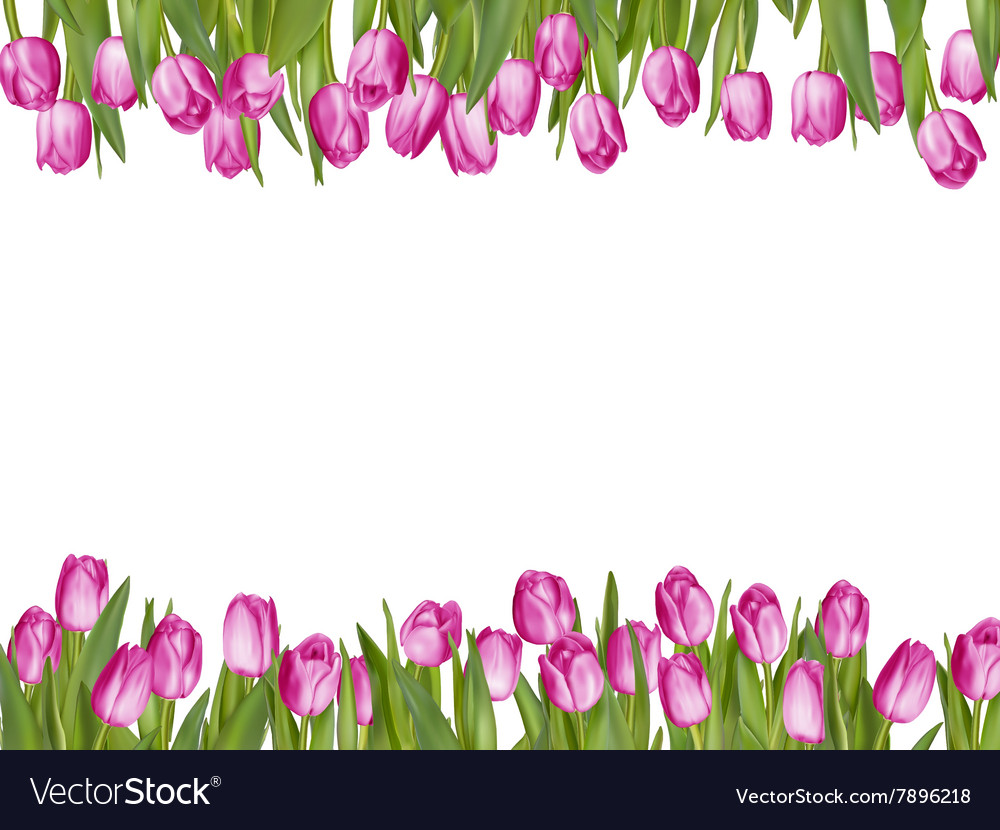 Isolated tulip frame arrangement eps 10 Royalty Free Vector