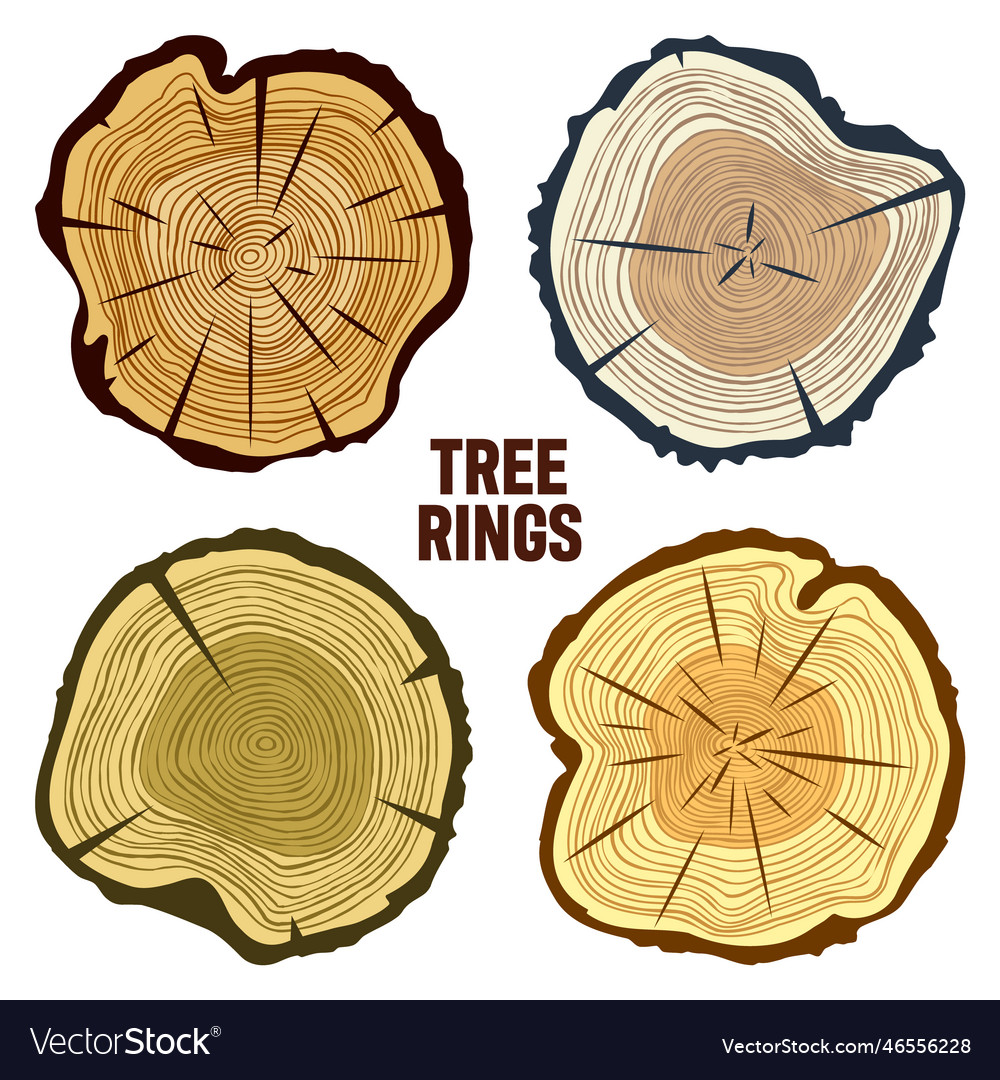 Round colorful tree trunk cuts sawn pine or oak Vector Image