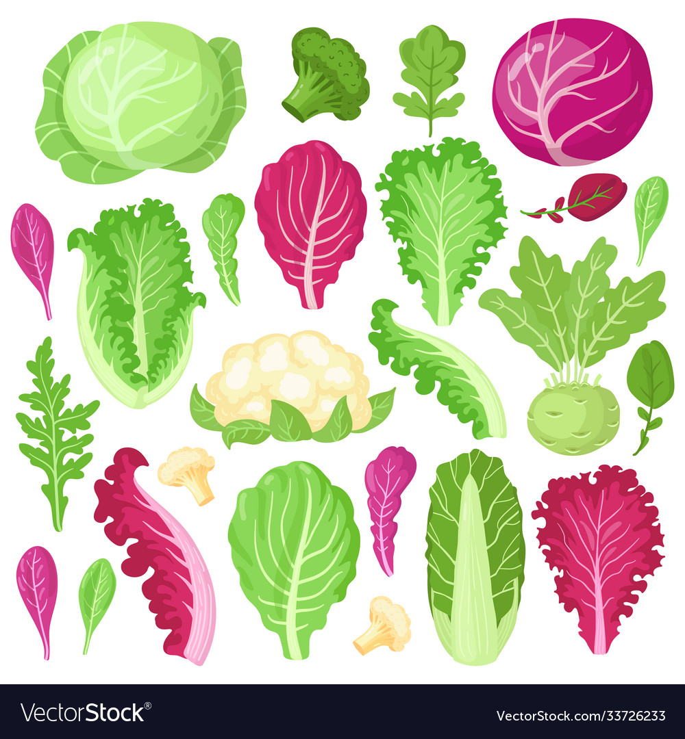 Cartoon Cabbage Cauliflower Kale Broccoli Vector Image Cartoon Cabbage Cauliflower Kale Broccoli Vector Image