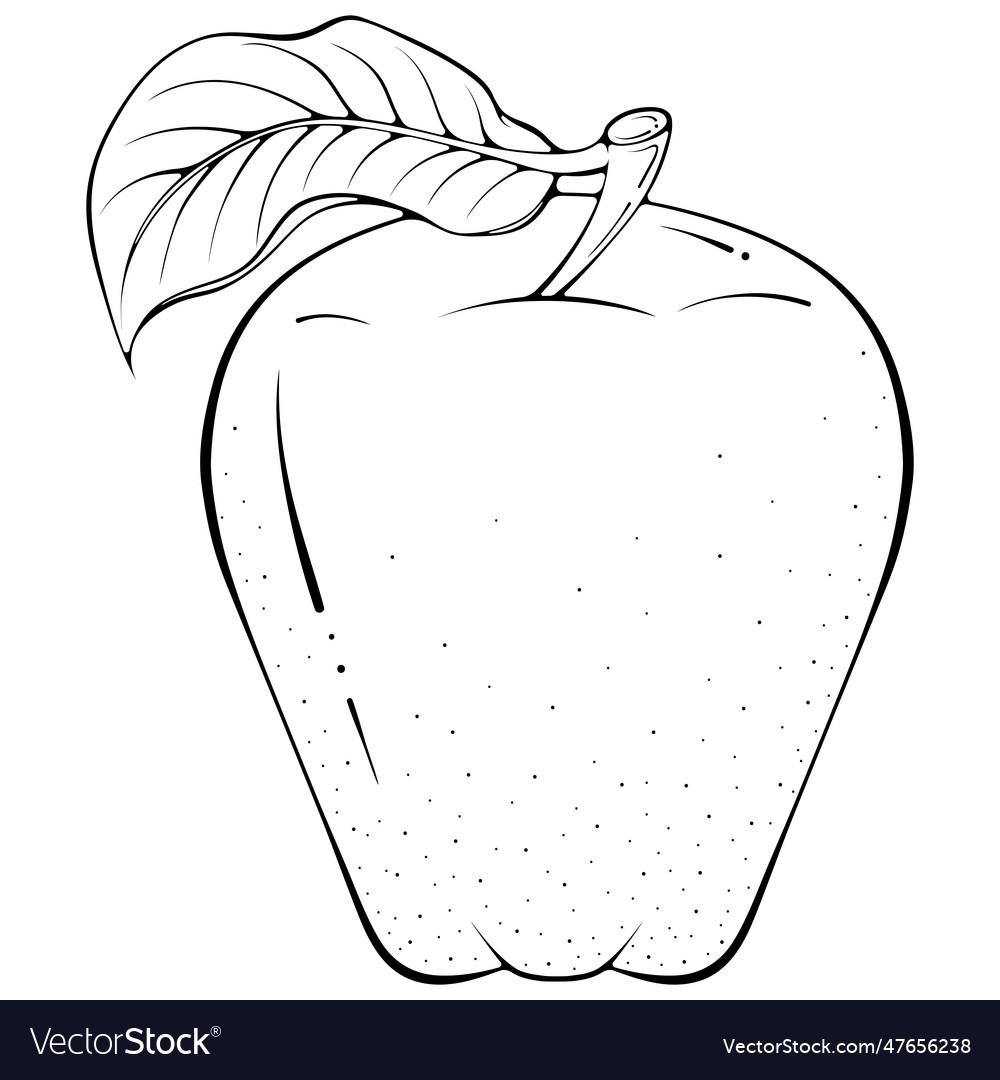 Whole apple with leaf line art Royalty Free Vector Image