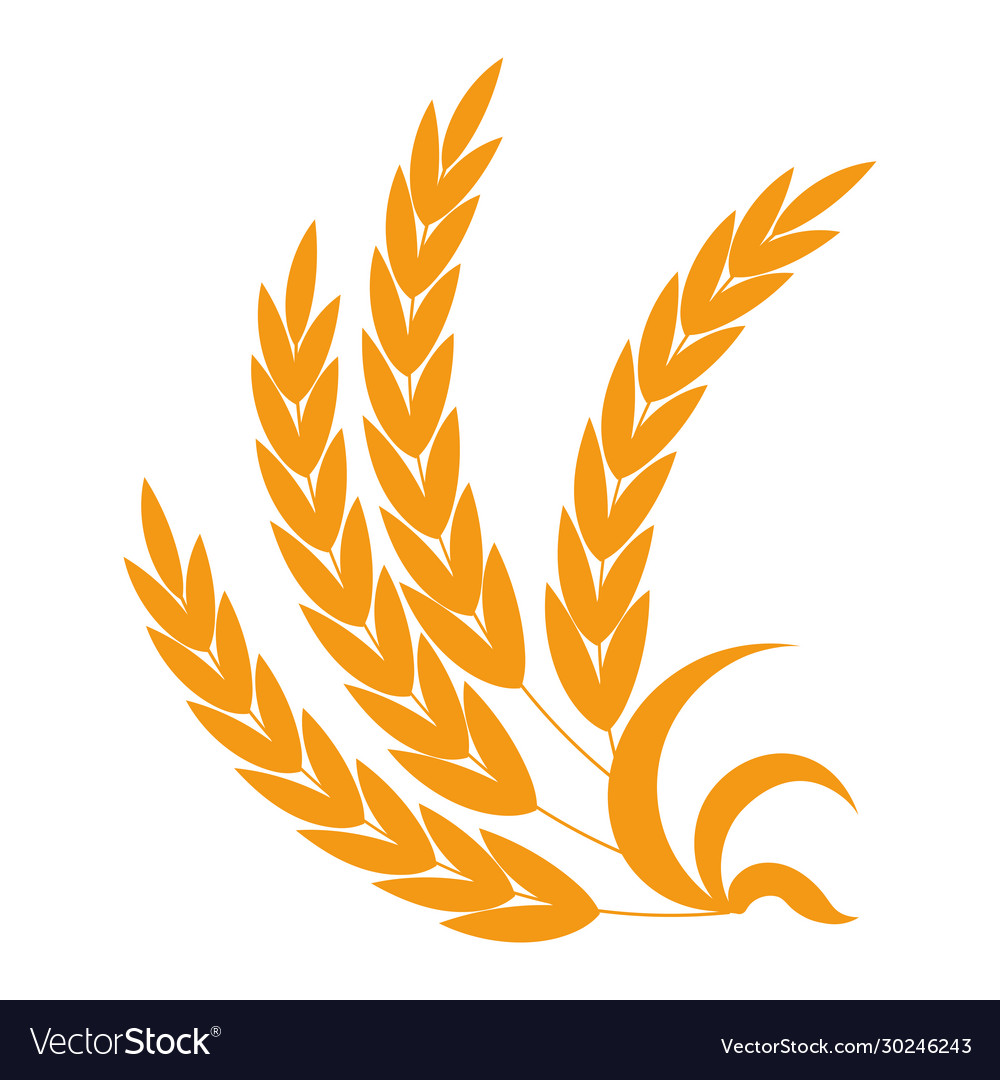 Spikelets bunch wheat and barley rye millet Vector Image