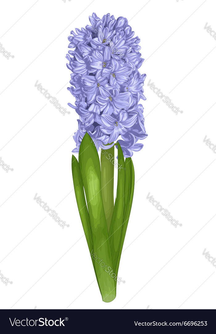 hyacinth