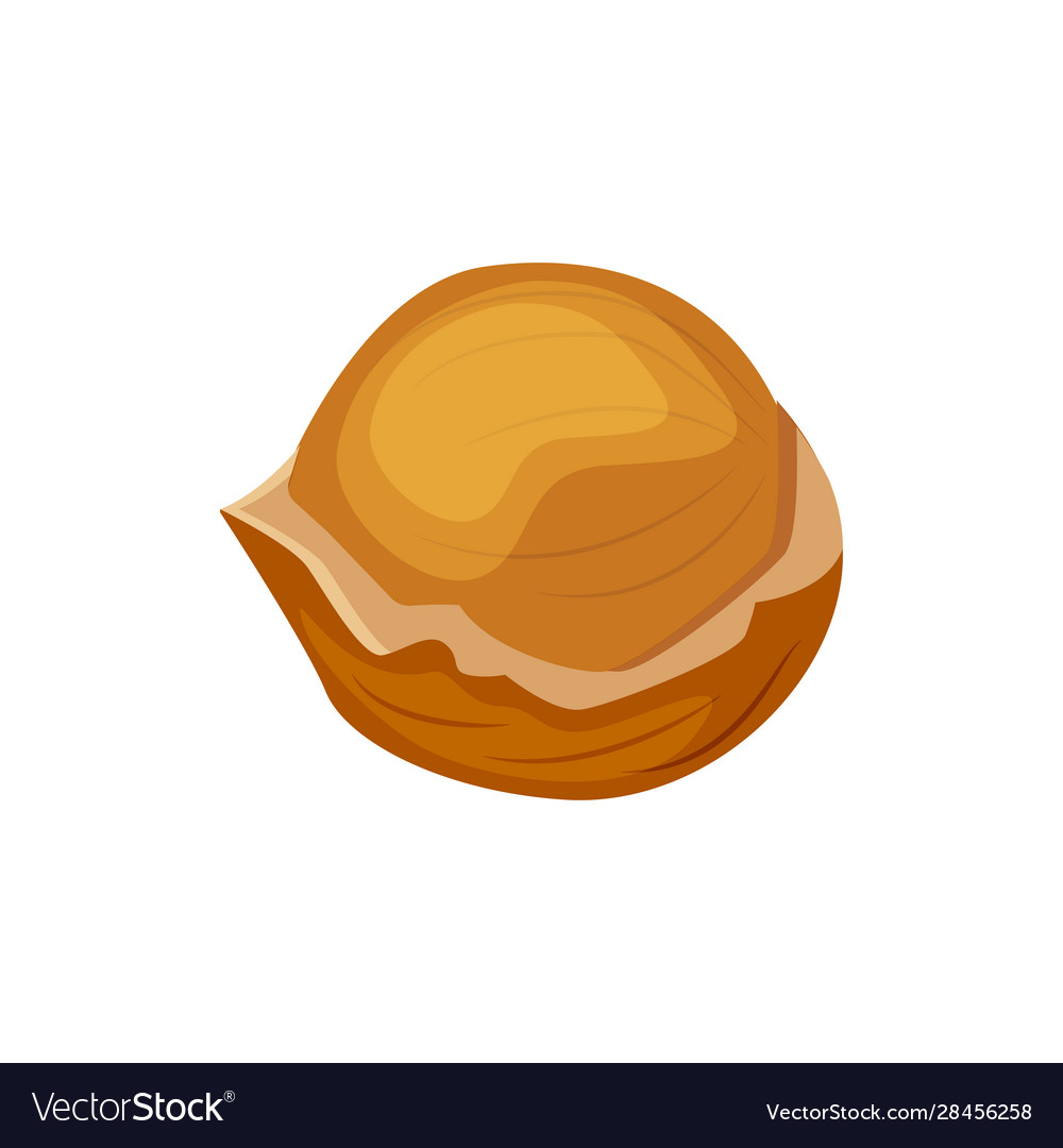 Hazelnut in a shell isolated