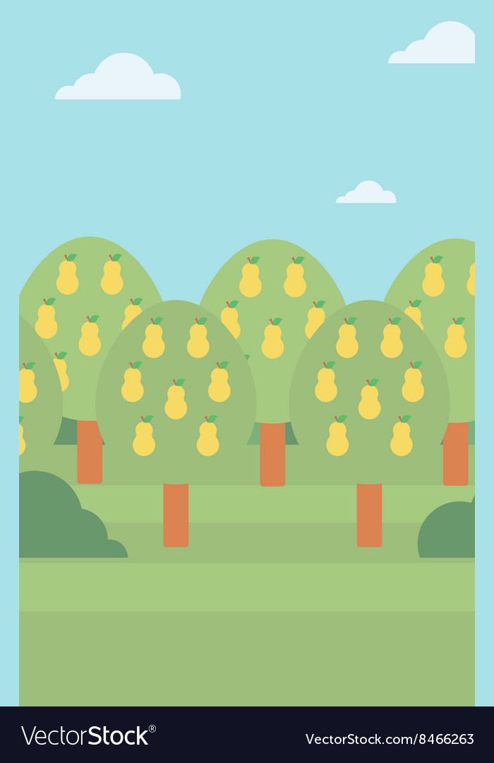 Background of pear trees