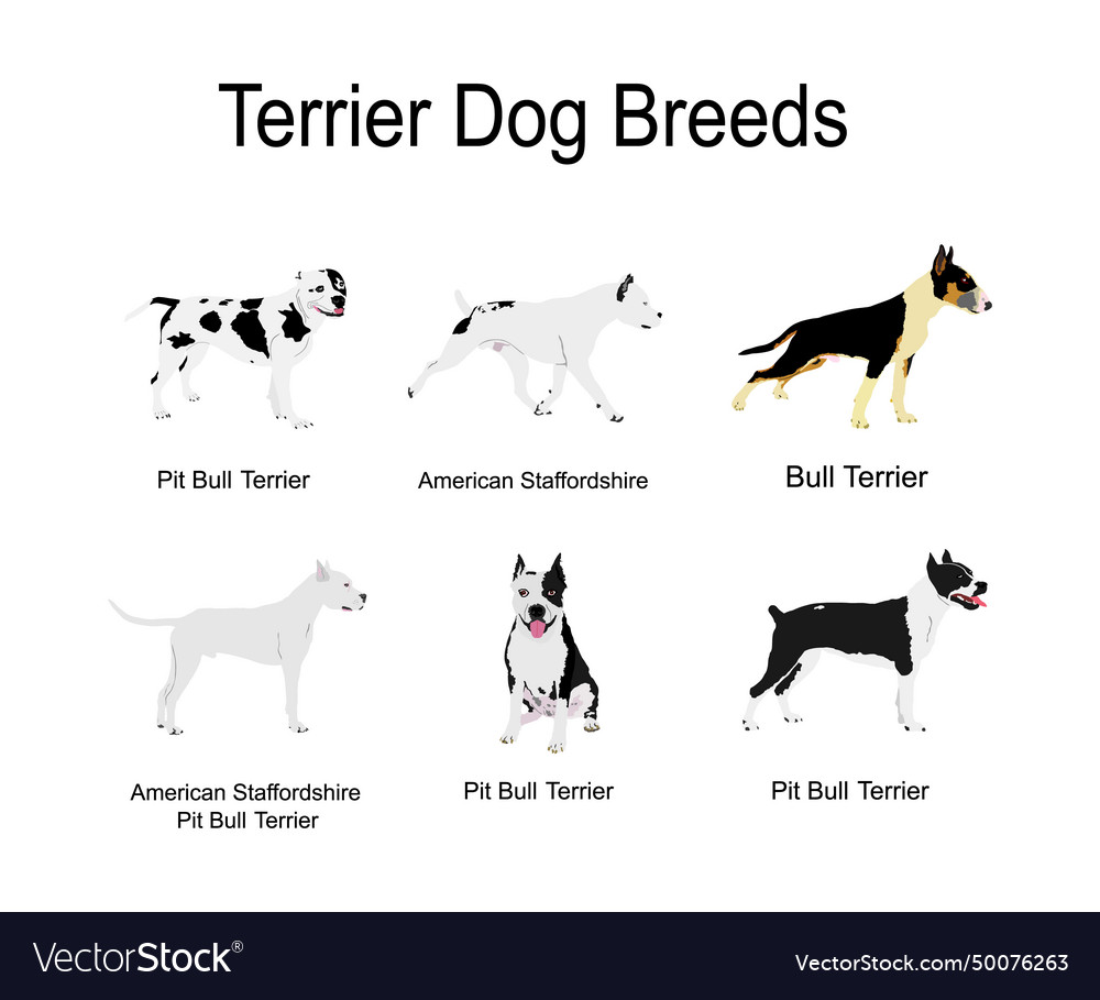 Fighters terrier dog breeds collection poster vector image Fighters terrier dog breeds collection poster