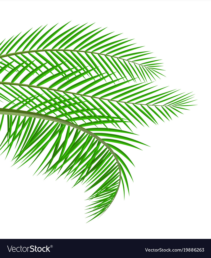 Tropical green leaves jungle Royalty Free Vector Image