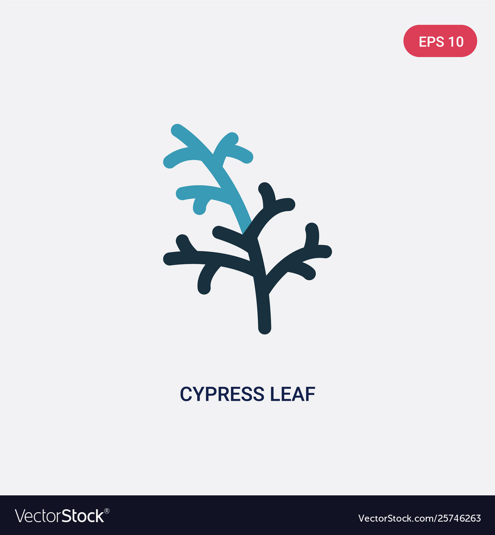 Two color cypress leaf icon from nature concept