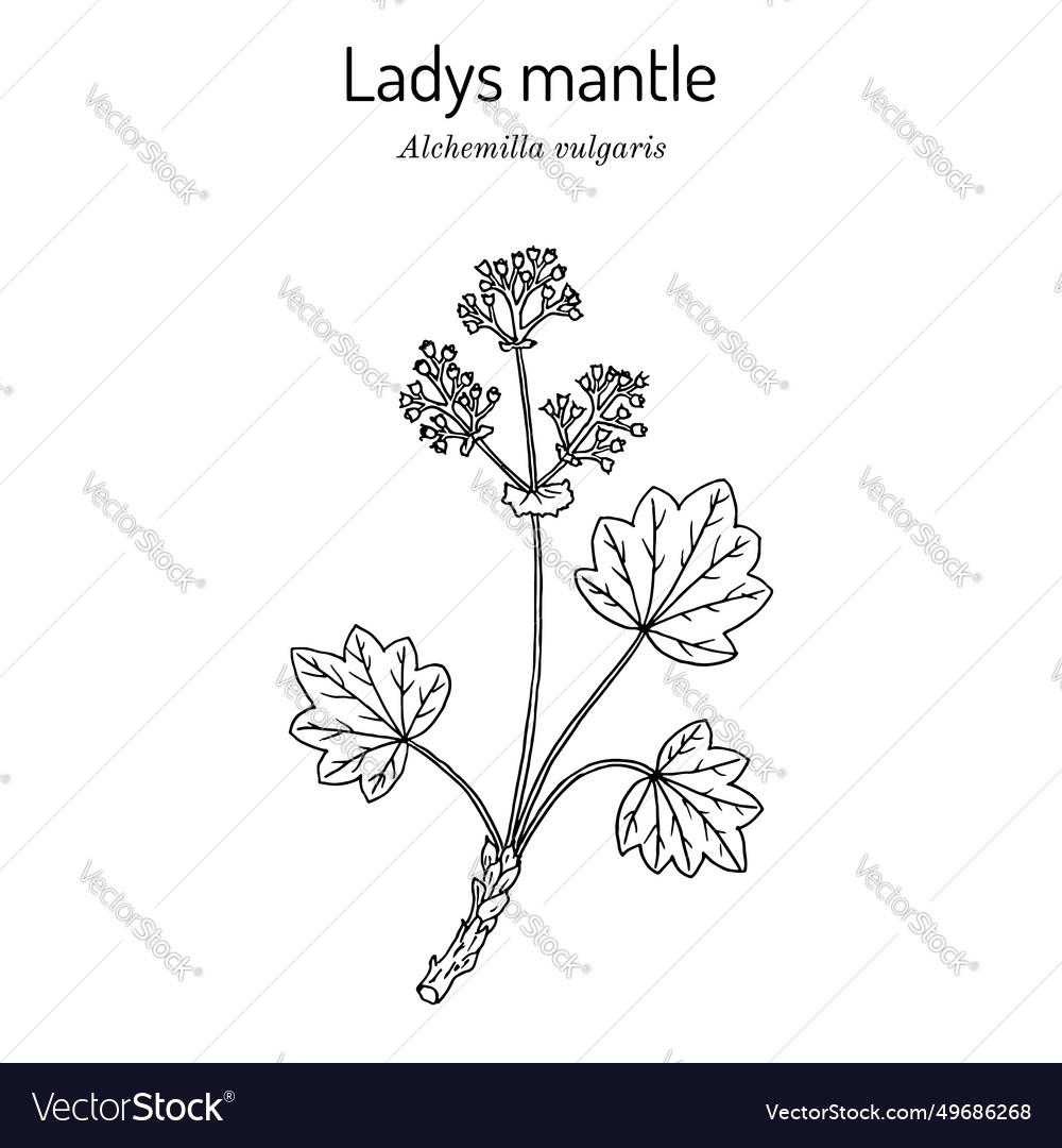 Alchemilla vulgaris common ladys mantle