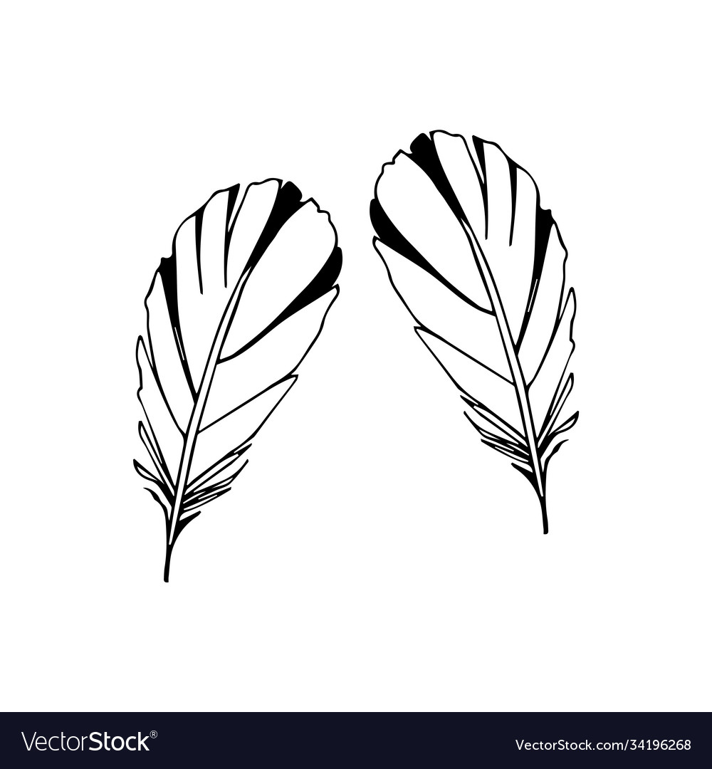 Hand drawn feathers set on white background Vector Image