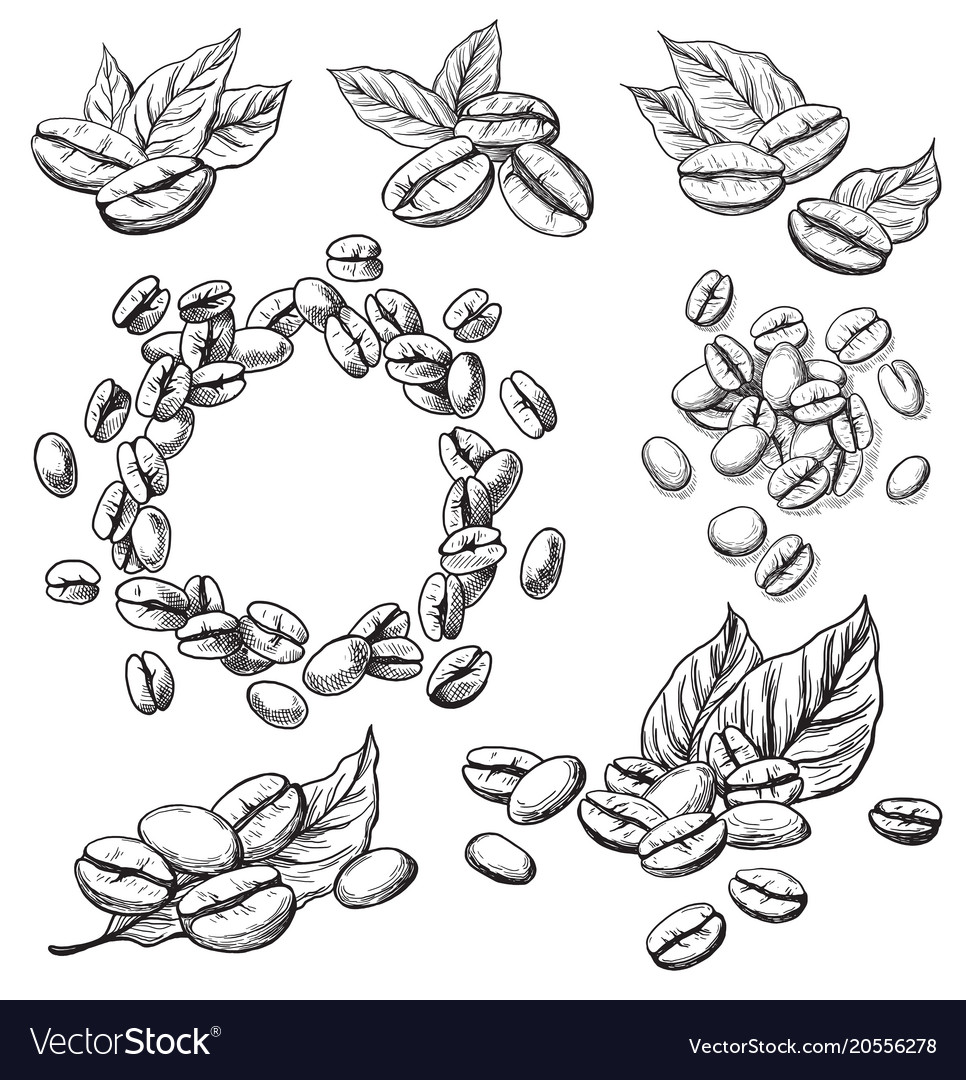 Coffee grains and leaves Royalty Free Vector Image