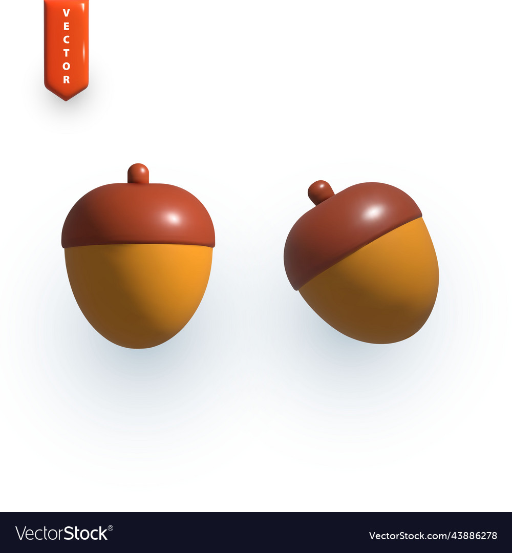 Realistic acorn in different projections vector image Realistic acorn in different projections