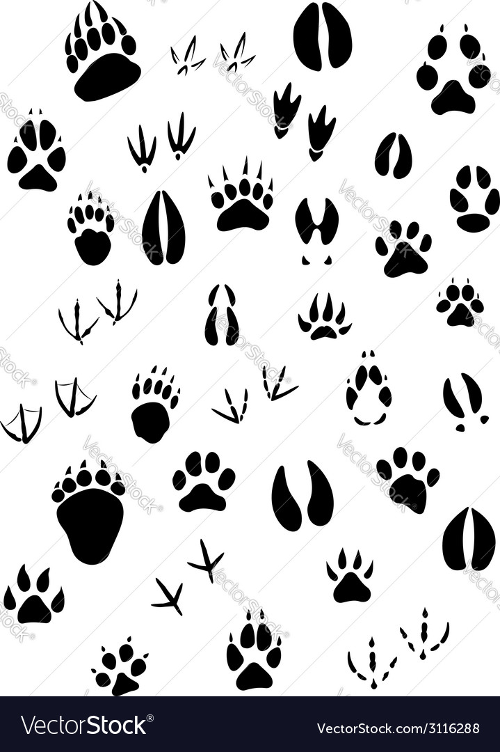 Animal footpints set Royalty Free Vector Image