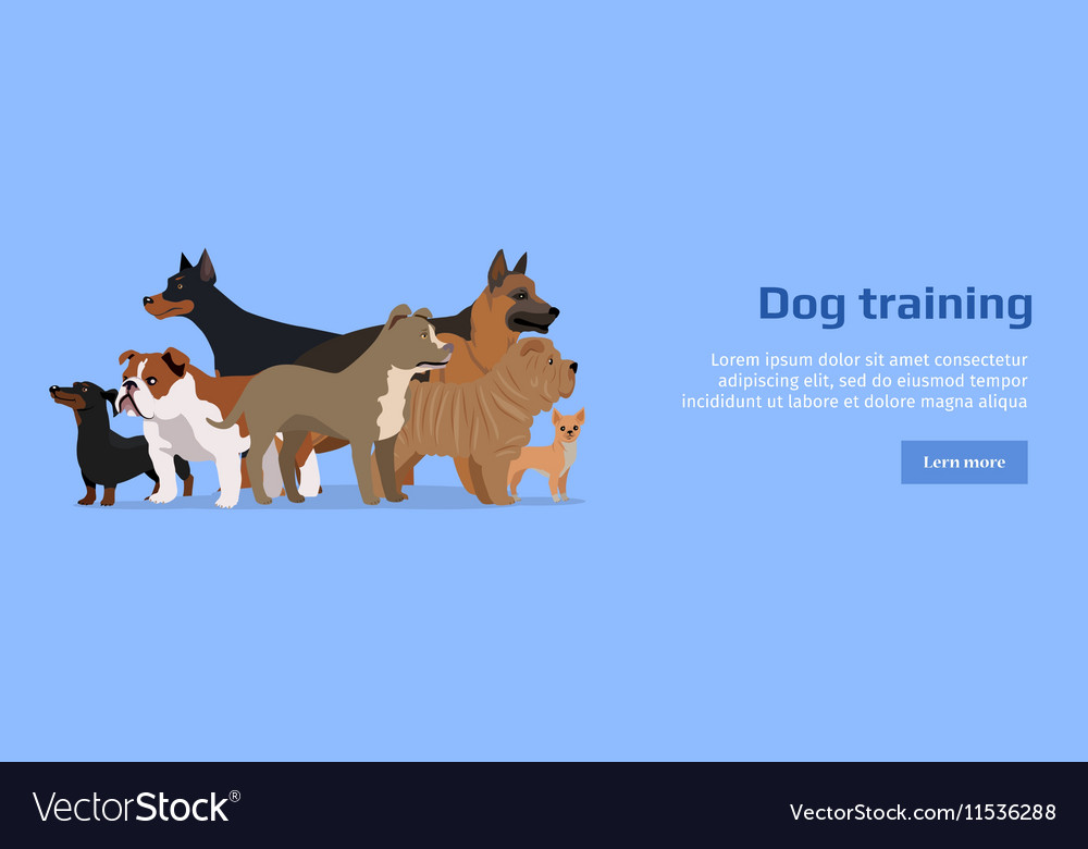 Professional best sale puppy training