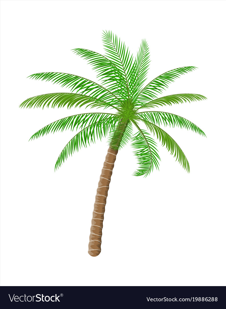 Tropisches Palmblatt