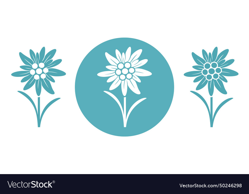 Edelweiss flower Royalty Free Vector Image - VectorStock