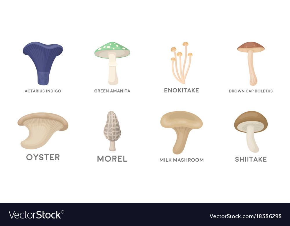 Poisonous and edible mushroom icons in set Vector Image