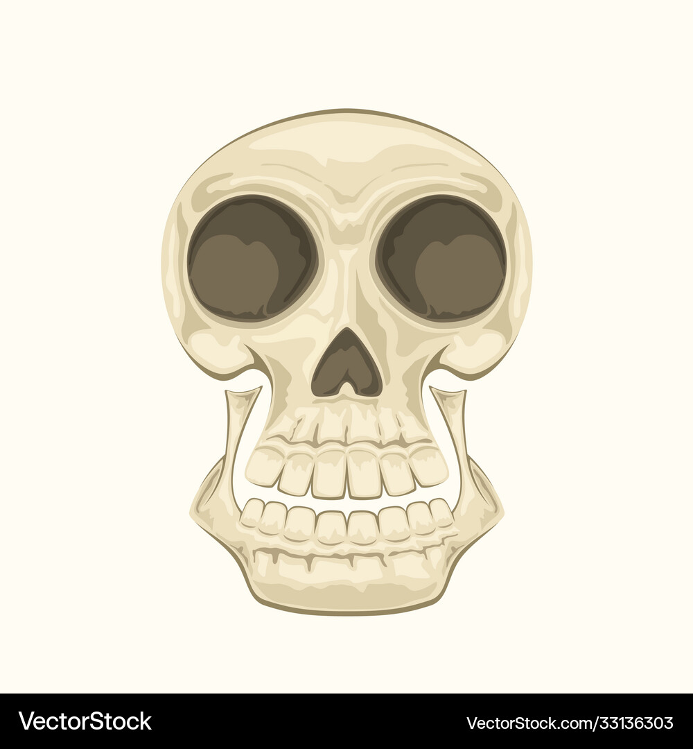Human skull Royalty Free Vector Image - VectorStock