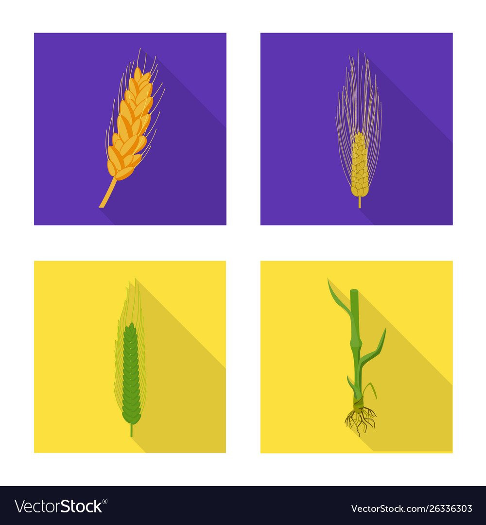 Wheat and corn logo set