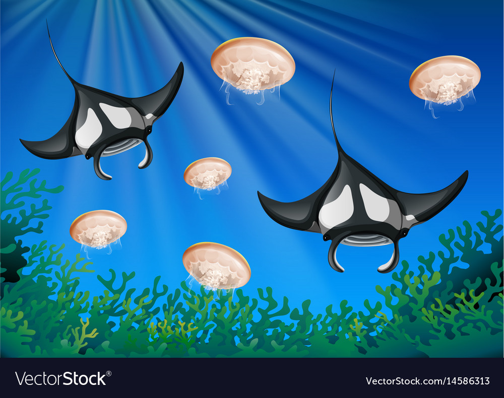 Manta Rays and Jellyfish in the Ocean