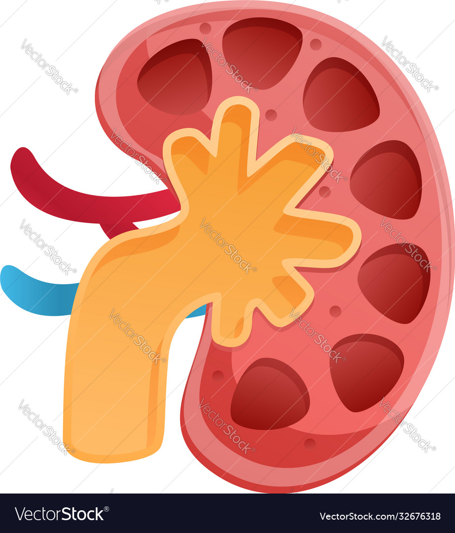 Partition kidney icon cartoon style Royalty Free Vector