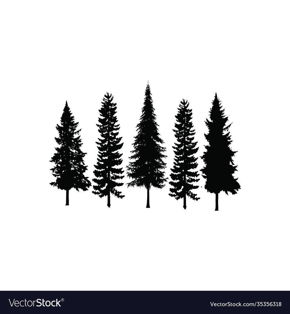 Set collection conifer cedar coniferous cypress vector image Set collection conifer cedar coniferous cypress