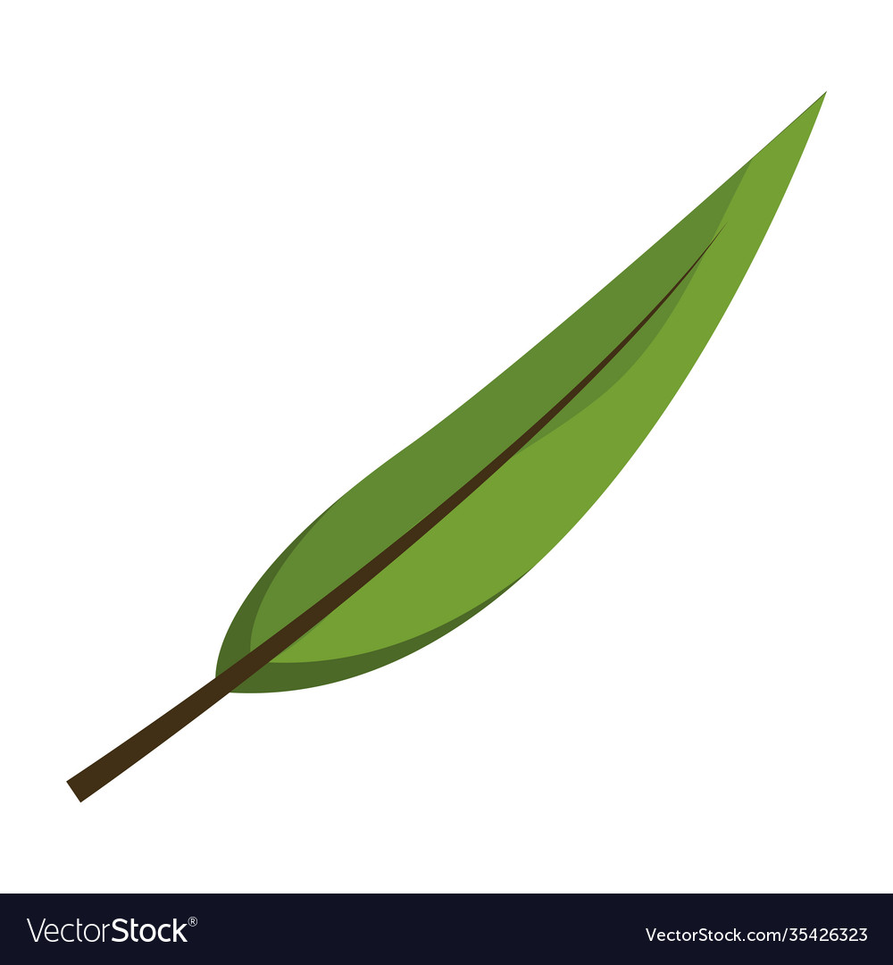 Oblong leaf plant style flat icon Royalty Free Vector Image