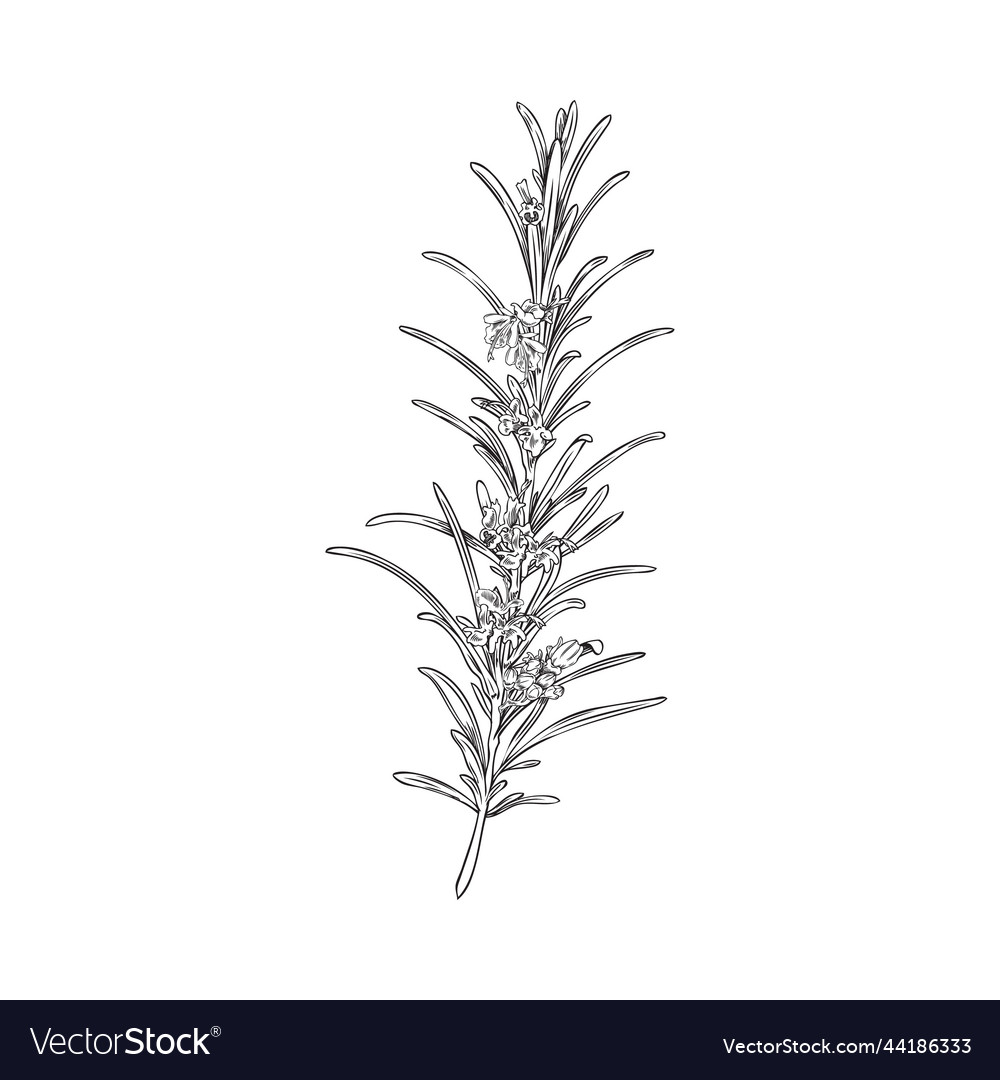 Rosemary branch with leaves and flowers