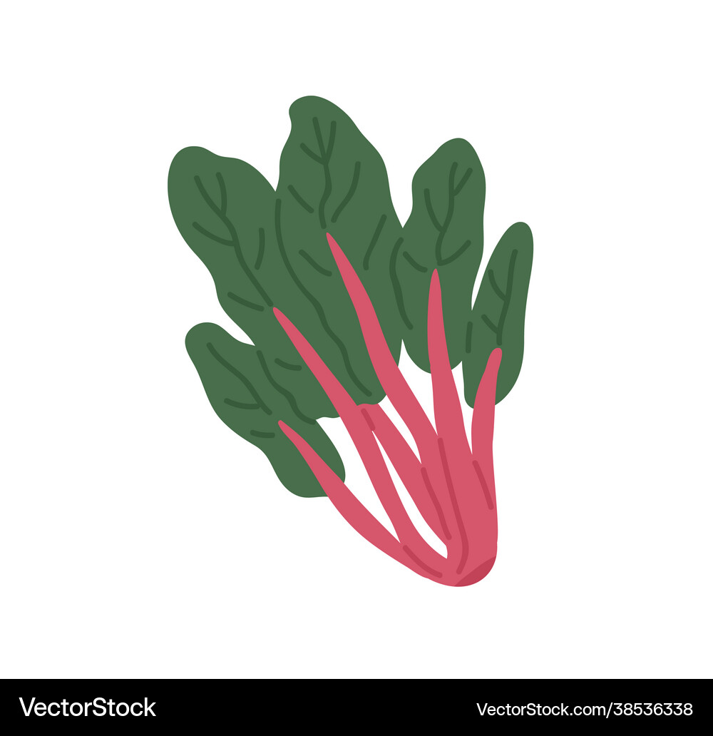 Bunch fresh swiss chard with red stems Royalty Free Vector