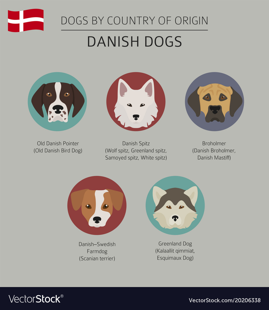 Danish hound hot sale