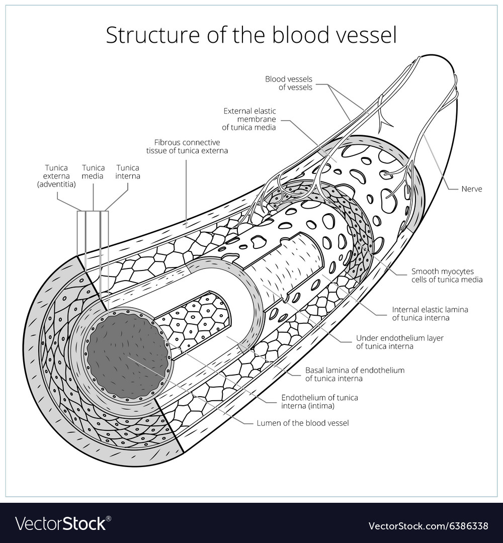 Structure blood vessel medical Royalty Free Vector Image