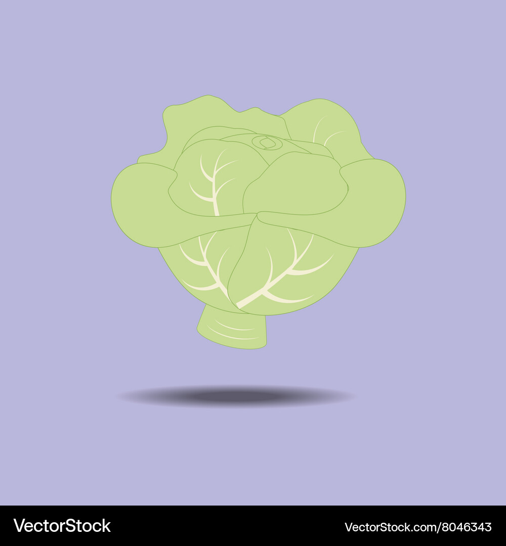 Cabbage vegetable icon Royalty Free Vector Image