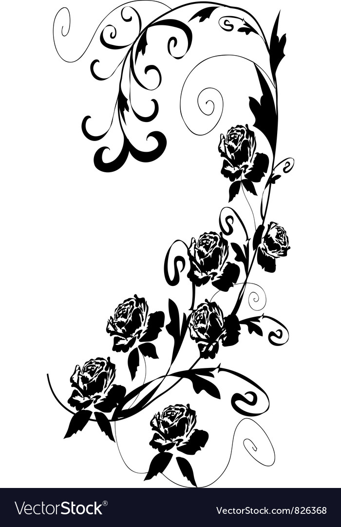Black roses Royalty Free Vector Image VectorStock